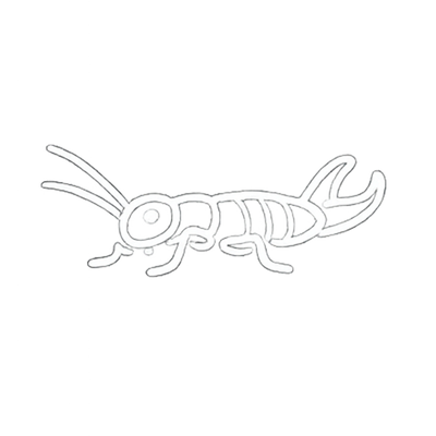 Earwigs
