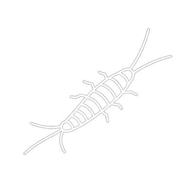 Silverfish